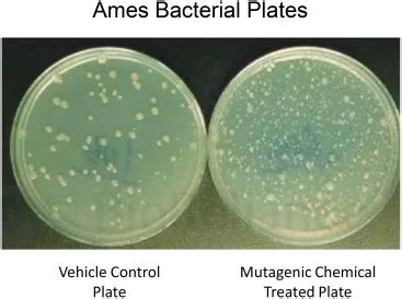 ames test results interpretations